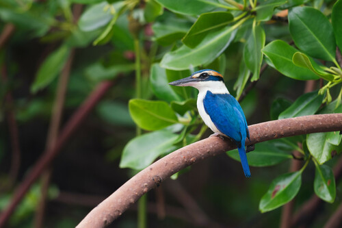 Pacific Kingfisher
