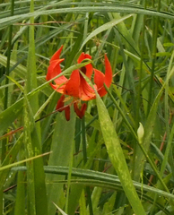 Lilium michiganense
