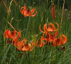 Lilium michiganense