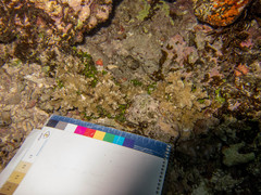 Tubastraea