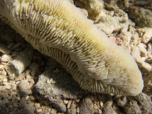Herpolitha limax