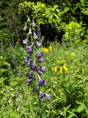 Delphinium exaltatum