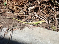 Cnemidophorus lemniscatus