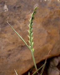 Festuca orientalis