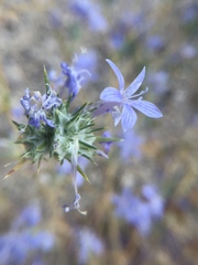 Eriastrum densifolium