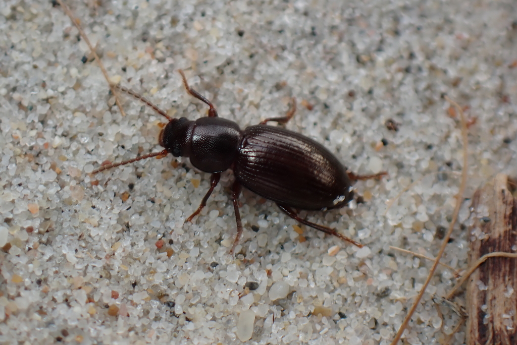 Catomus consentaneus