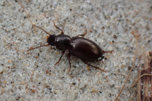 Catomus consentaneus