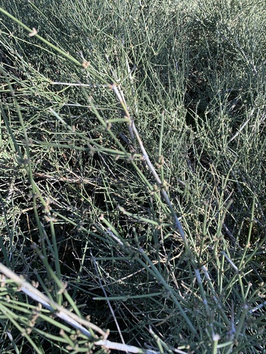 Image of Ephedra antisyphilitica by (c) saltyhiker, some rights reserved (CC BY)