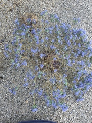 Eriastrum densifolium