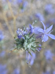 Eriastrum densifolium