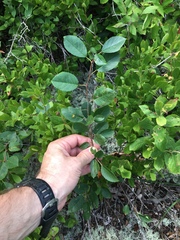 Amelanchier stolonifera