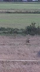 Vulpes vulpes vulpes