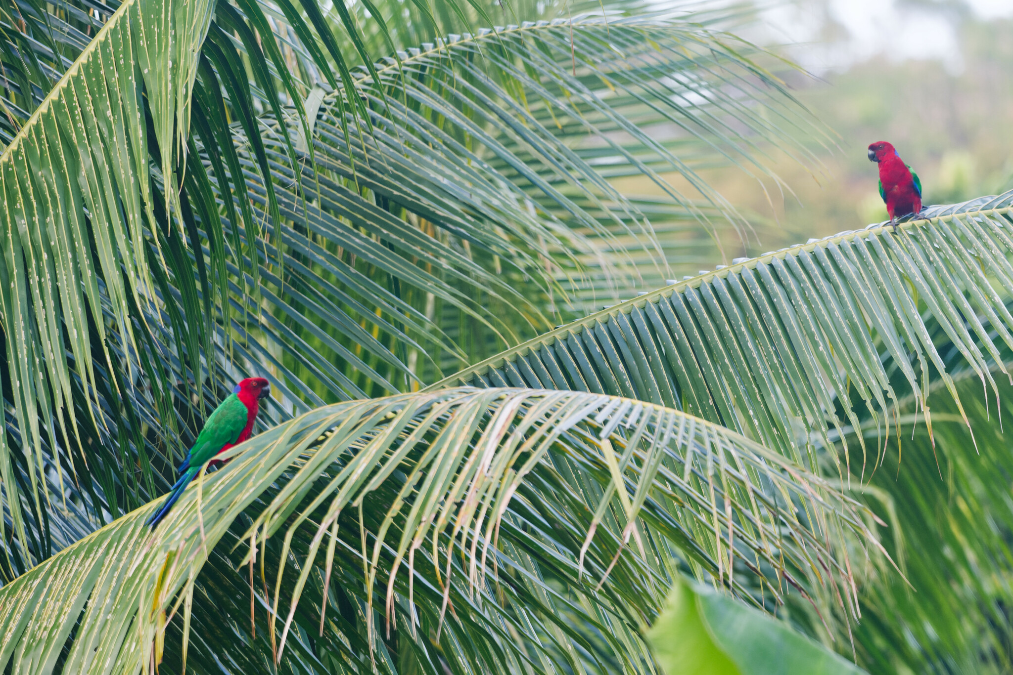 Crimson Shining Parrot (Prosopeia splendens), photo 2