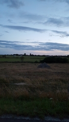 Vulpes vulpes vulpes