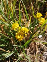Medicago falcata