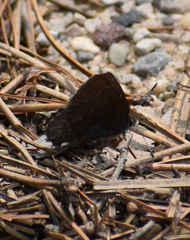 Callophrys