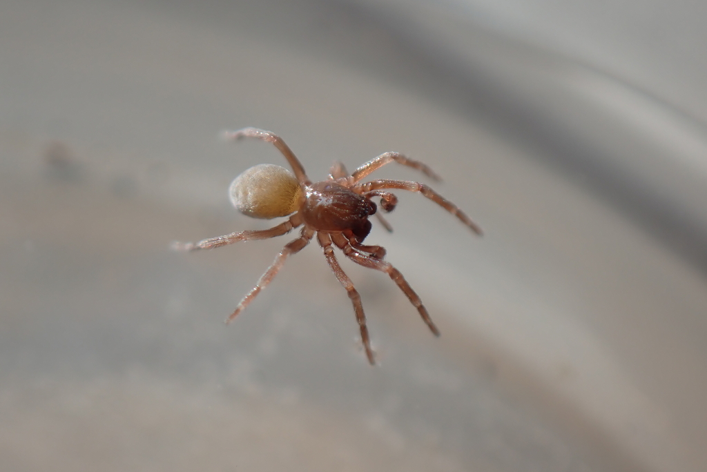 Maritime Meshweaver