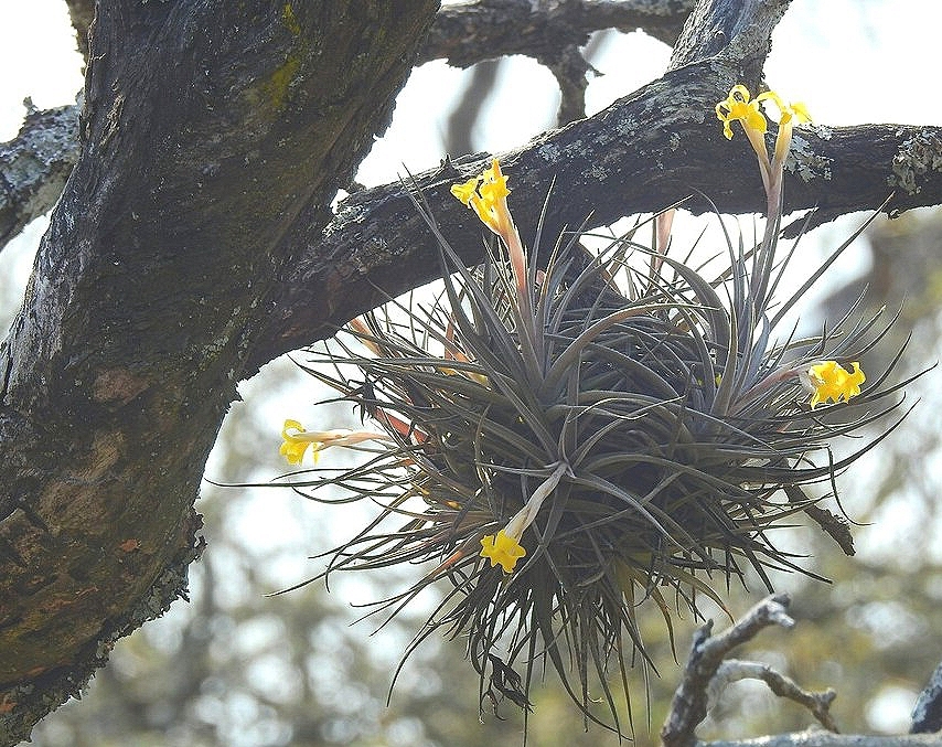 Tillandsia ixioides