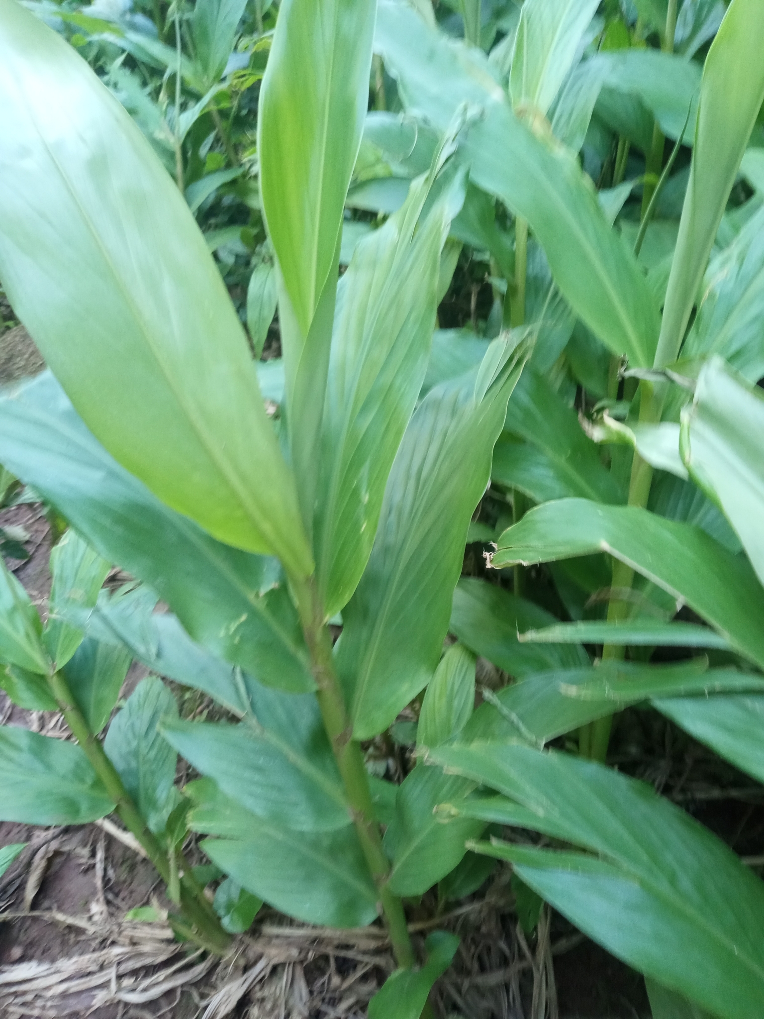 Hedychium coronarium