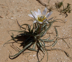 Tragopogon collinus