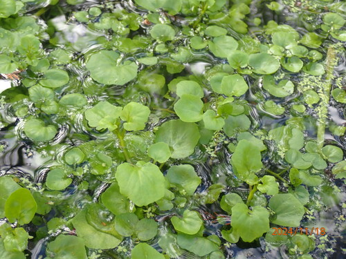 Image of Nasturtium floridanum by (c) mfeaver, some rights reserved (CC BY)