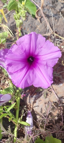 Ginger-leaf Morning-glory