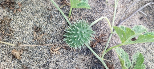 West Indian Gherkin
