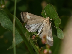 Udea alpinalis