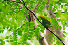 Whistling Fruit Dove photo 2
