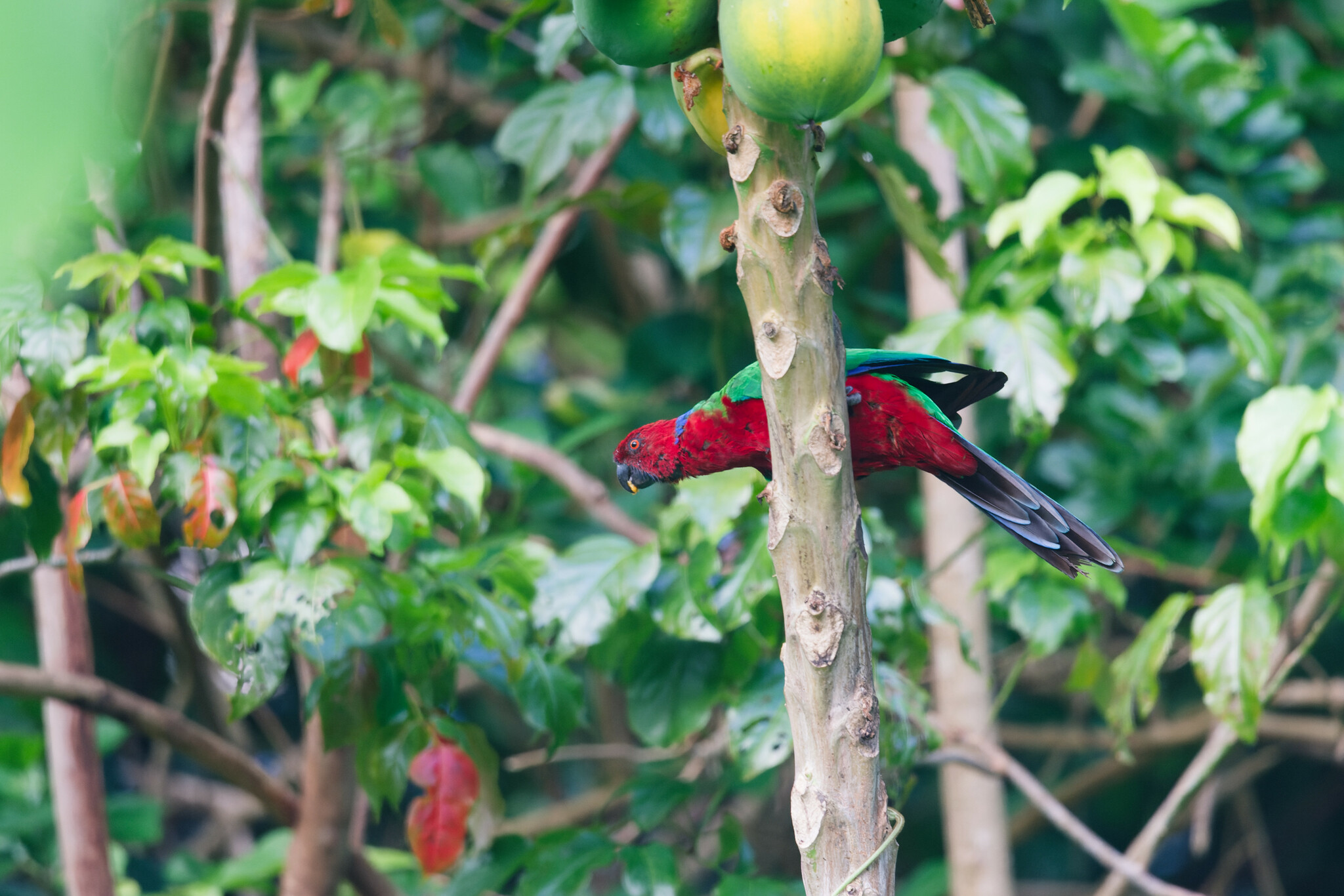 Crimson Shining Parrot (Prosopeia splendens), photo 3
