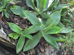 Agave mitis