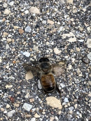 Apis mellifera