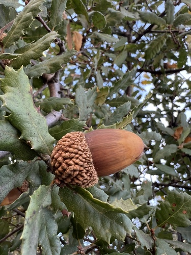 Quercus berberidifolia × engelmannii