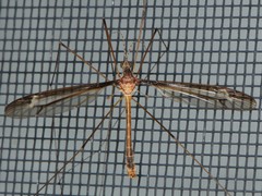 Tipula tricolor