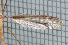 Tipula tricolor