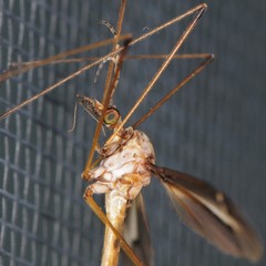 Tipula tricolor