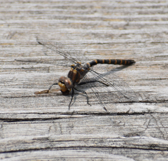 Williamsonia lintneri