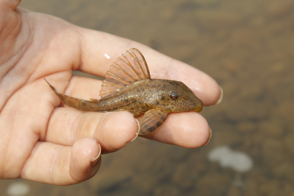 Fewspot pleco (Hypostomus paucipunctatus) — Loricariidae