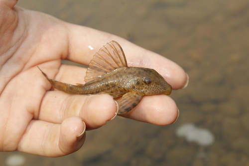 Fewspot pleco (Hypostomus paucipunctatus) — Loricariidae