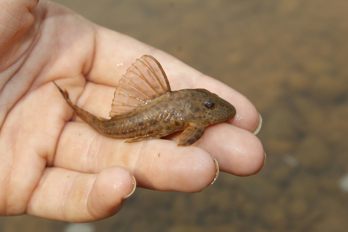 Fewspot pleco (Hypostomus paucipunctatus) — Loricariidae