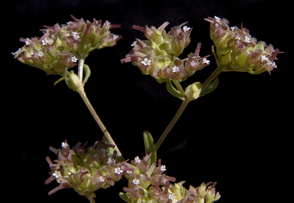 Valerianella szovitsiana