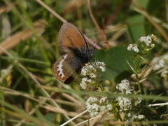 Coenonympha gardetta