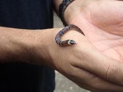 Atractus badius