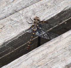 Williamsonia lintneri