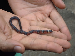 Atractus badius