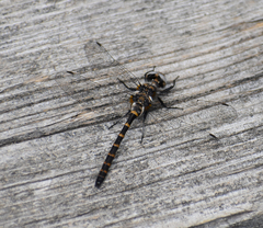 Williamsonia lintneri