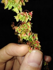 Rumex × acutus
