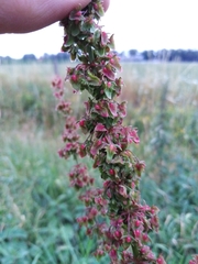 Rumex × acutus