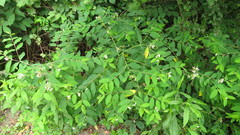 Apocynum × floribundum