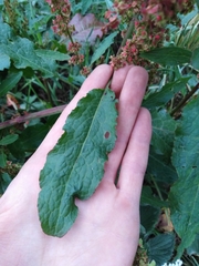 Rumex × acutus